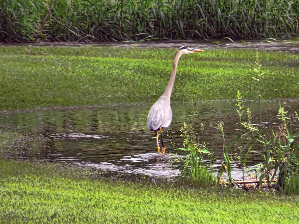 A Bird In The Pond