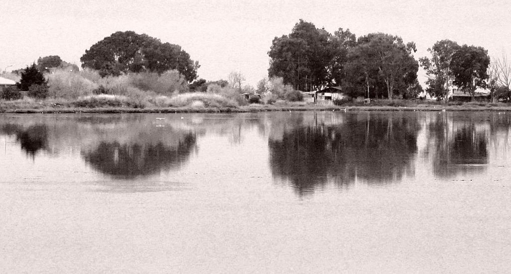 Trees and reflection.