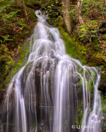 mossy edges