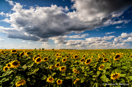 Sunflower season is here