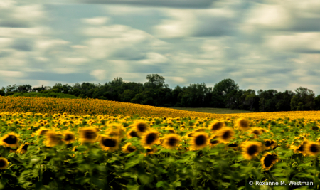 Artistic view of sunflowers on a windy day