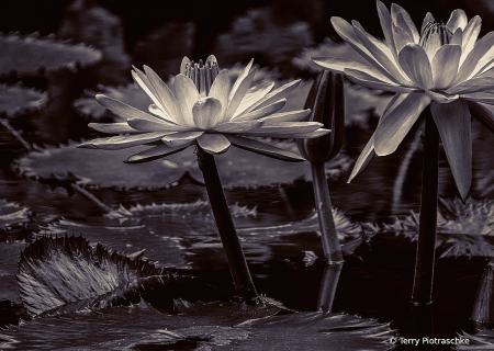 Lily Pond