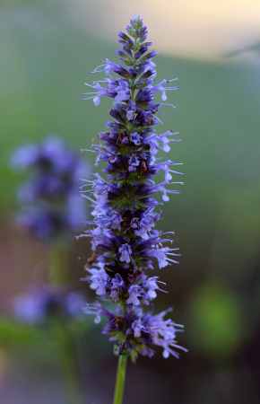 Pretty In Purple