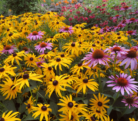 East Park's Garden