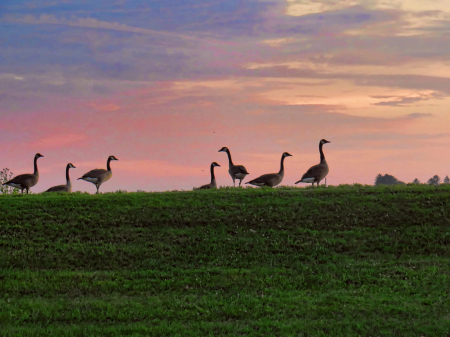 Geese On A Hill At Sunrise