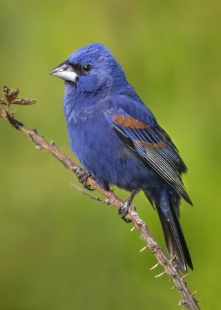 Blue Grosbeak   