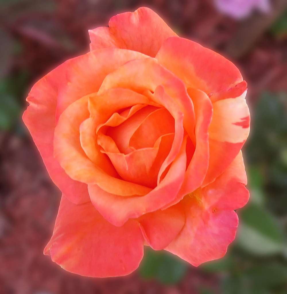 Peachy Rose