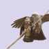 2Mississippi Kite feeding juvenile - ID: 15843197 © Sherry Karr Adkins