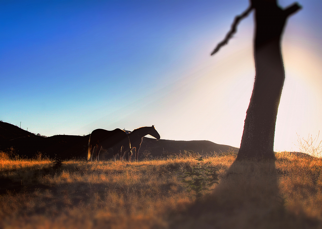 Morning Light