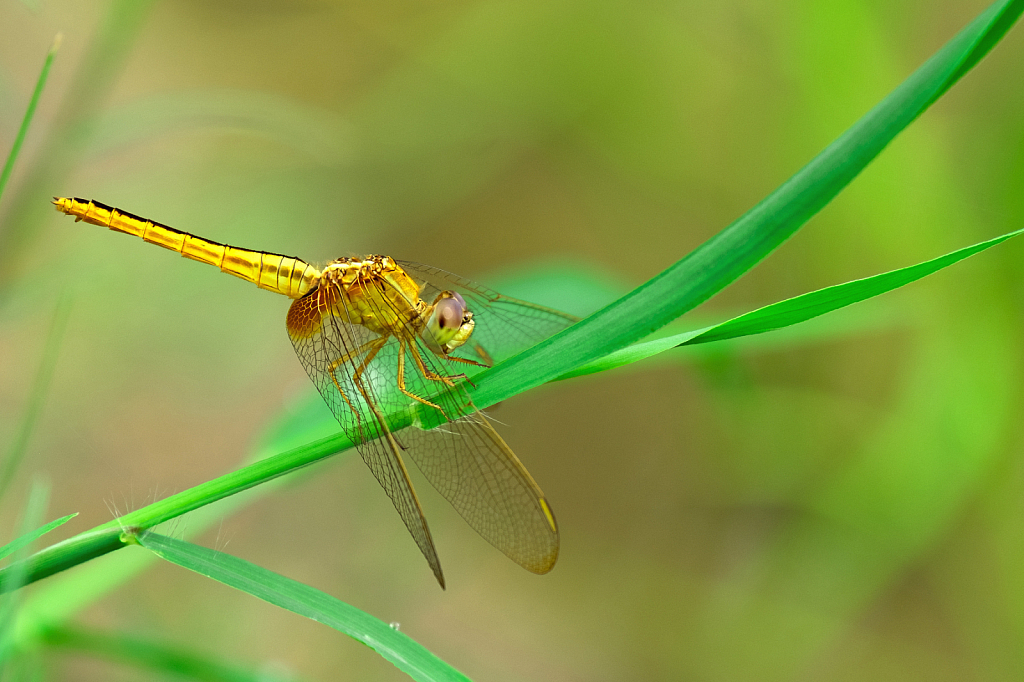 Flying insect