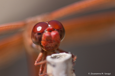 Red face