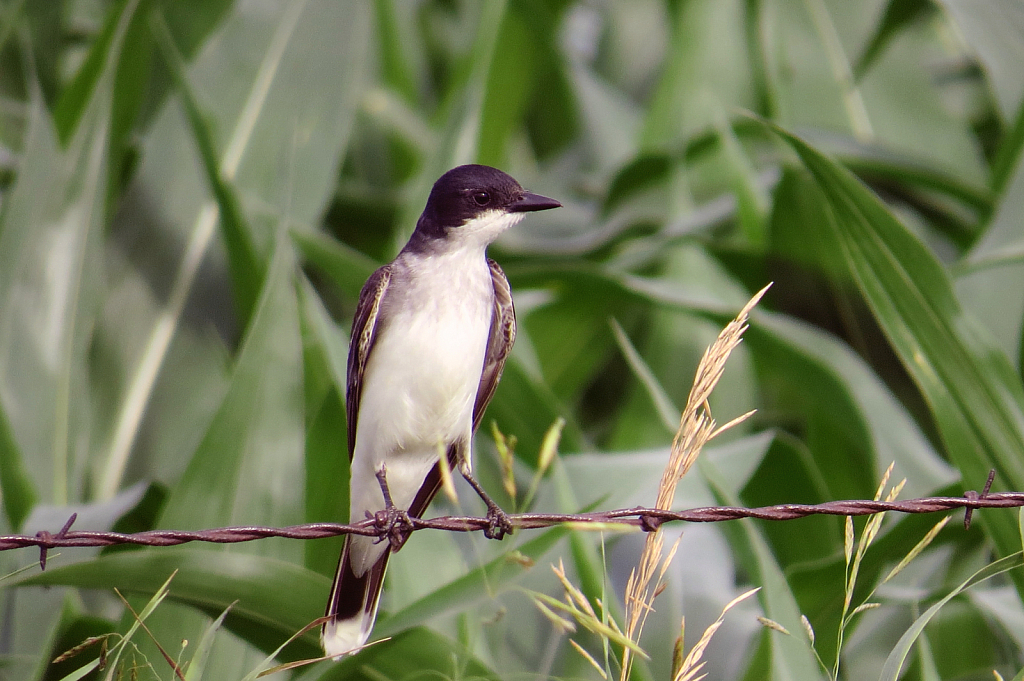 Tree Swallow 2