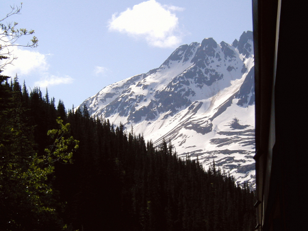 Tree Line