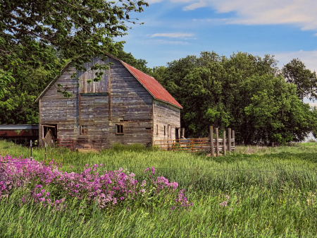 Flowerful Barnyard