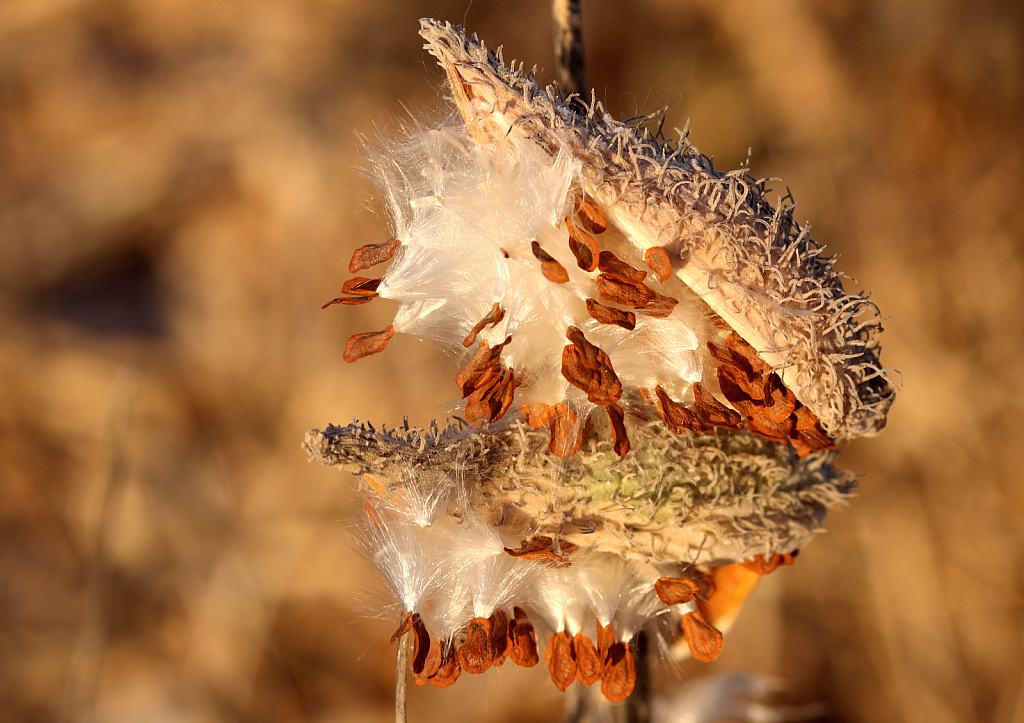 Milkweed In The Sunlight