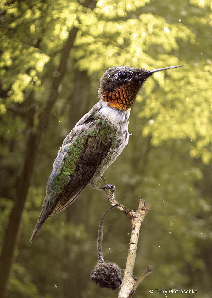 Red-Throated Hummingbird