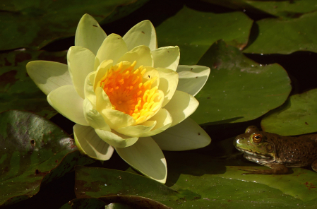 Water Lily and Frog Still Life