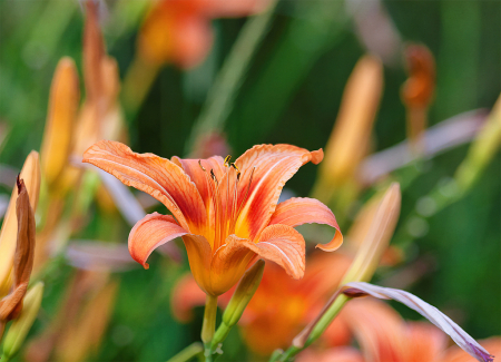 Daylily Standout