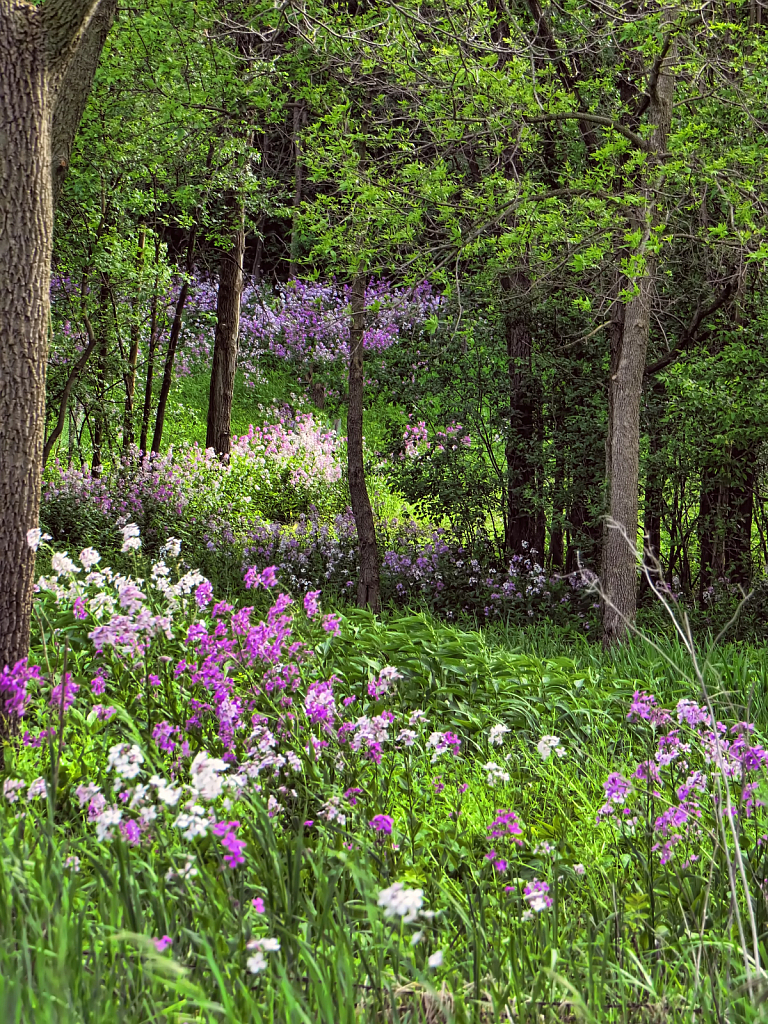 Wildflowers Up The Hill