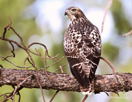 Hawks Stare