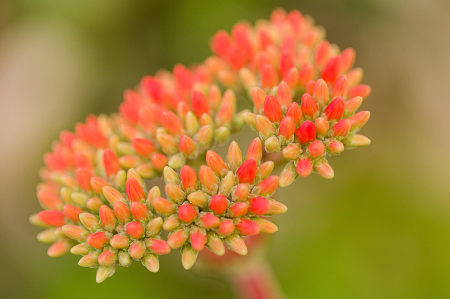 Simple Garden Beauty