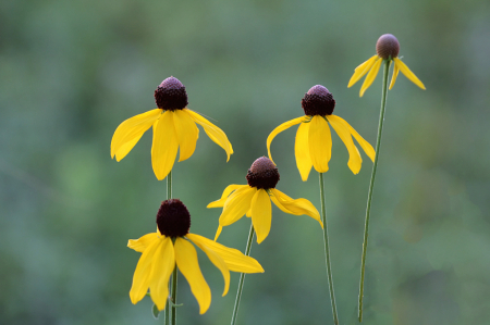 Greenbelt Wildflowers