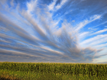 Beautiful Sky Over A Cornfield