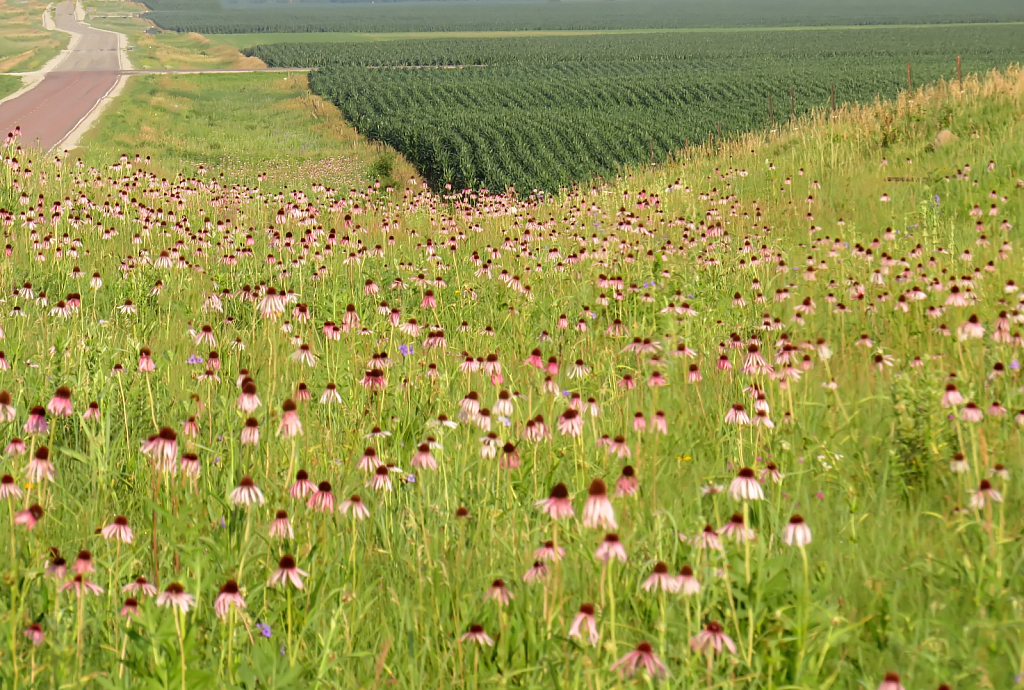 Wildflowers On An Iowa Summer Day