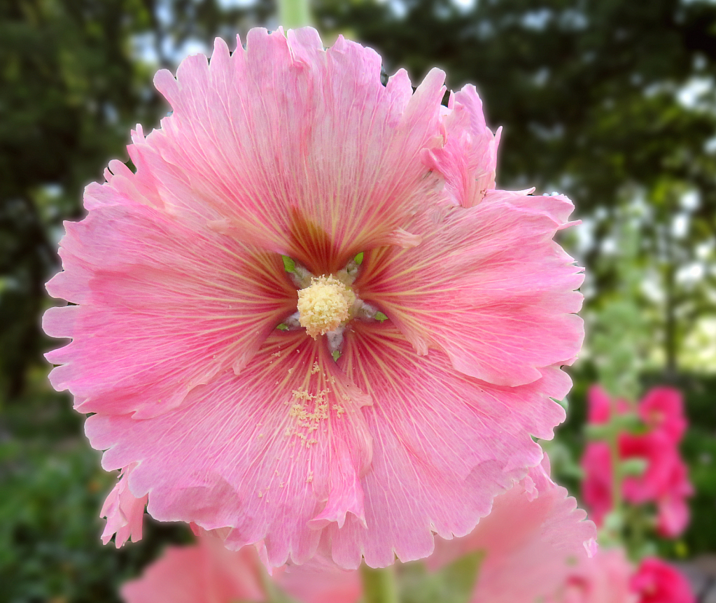 Hollyhock