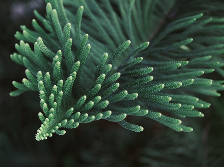 A part of Pine Plant..