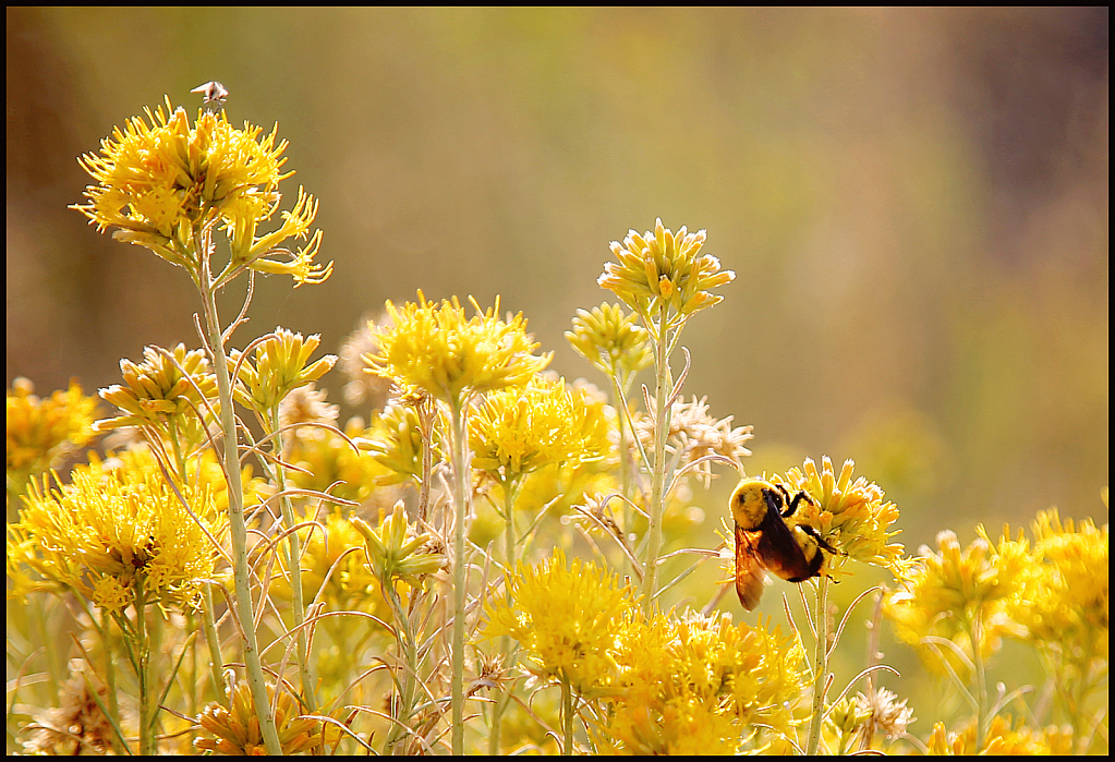 Mono Lake Floral