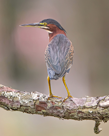 The Green Heron