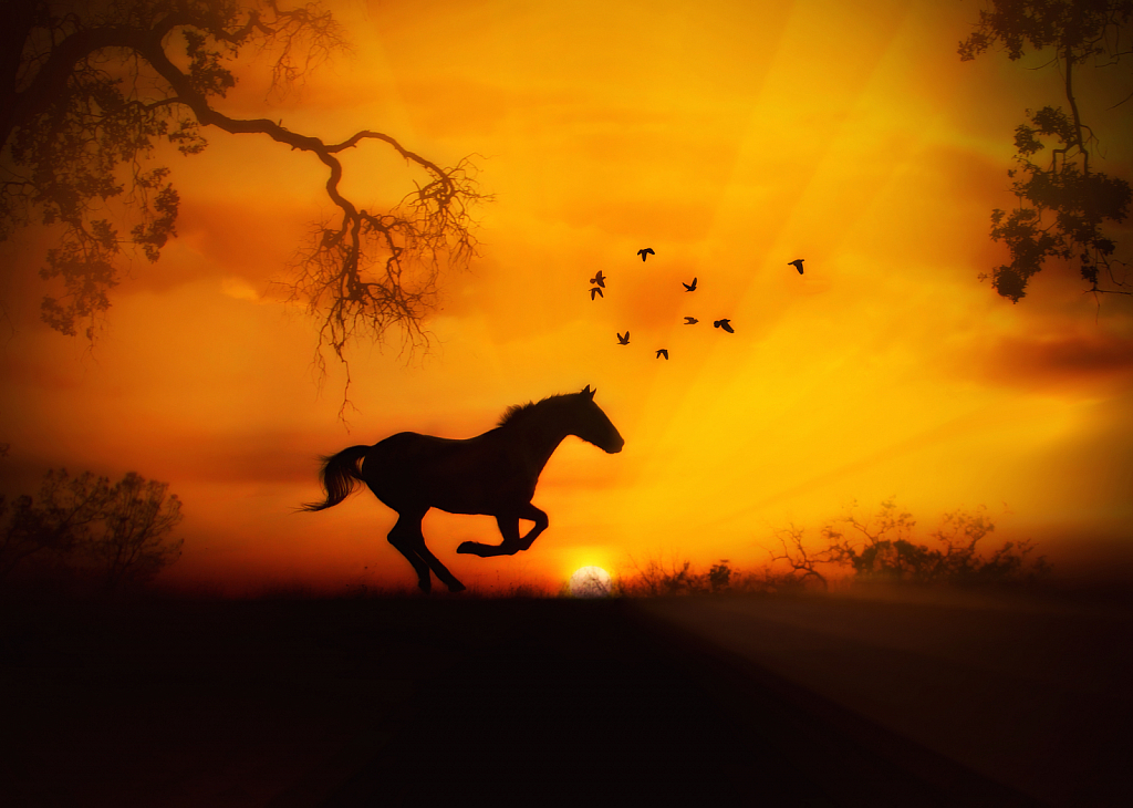 Horse an Sunrise