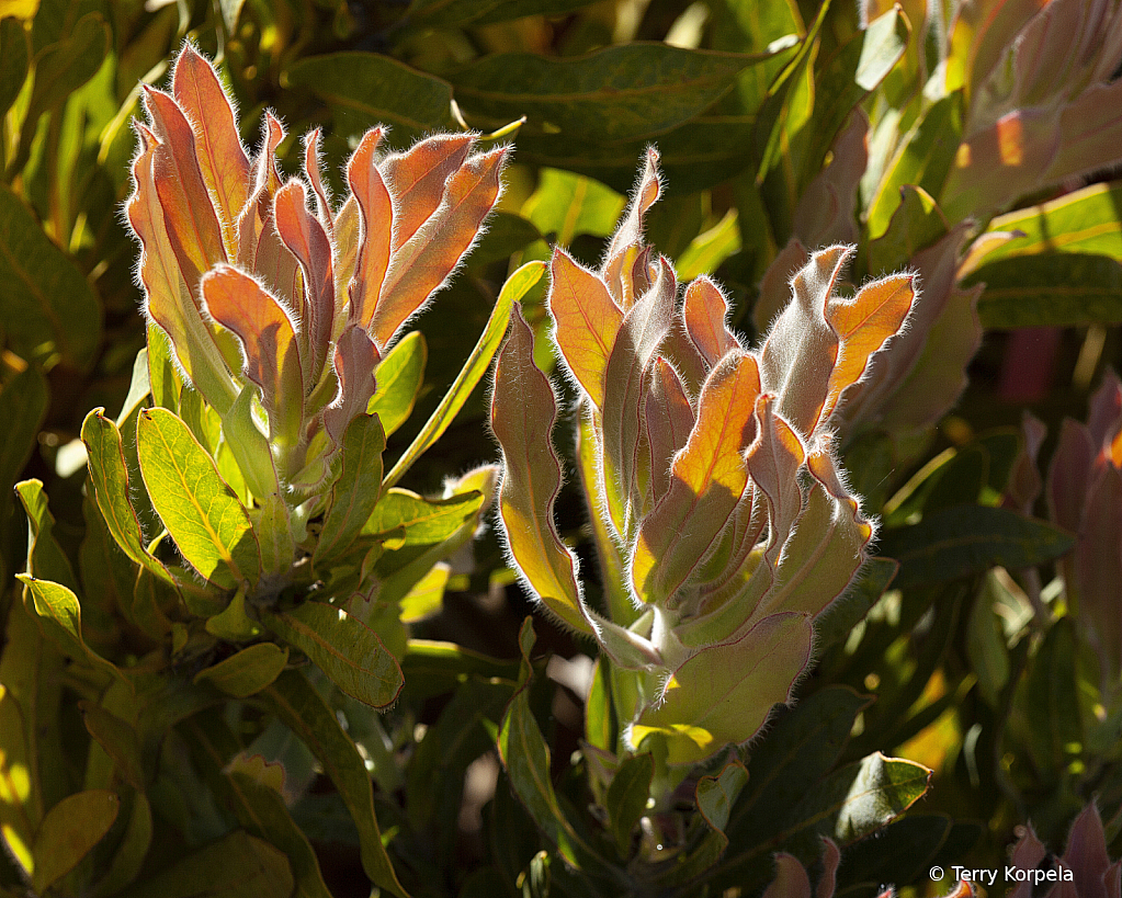 Santa Cruz Botanical Garden