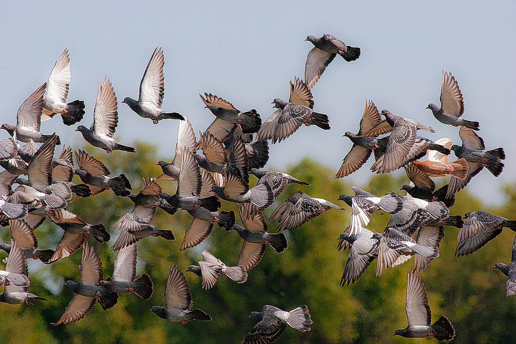 A Flight of Doves