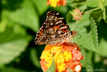 Painted Lady