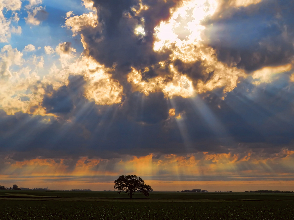 Sunbeams On Tree