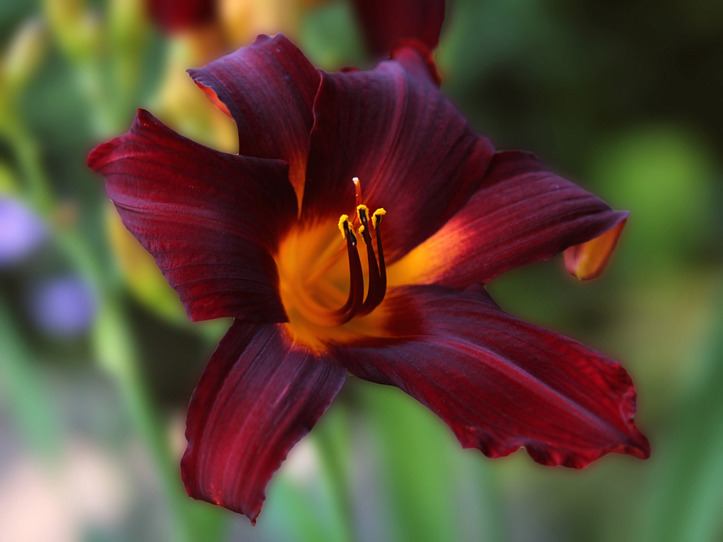 Daylily