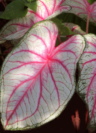 Closeup On Leaves