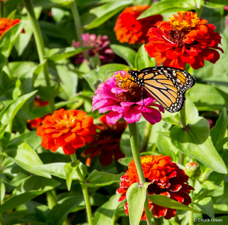 Monarch At Work