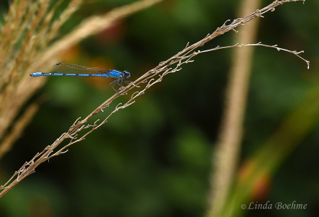 Hue of Blue