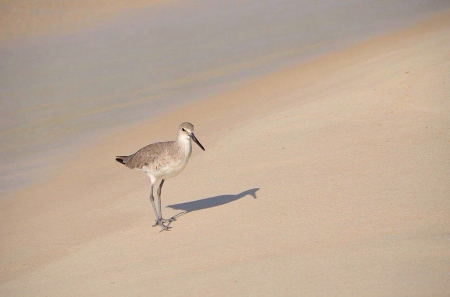 Seagull is Sand
