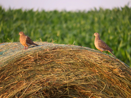 Doves On Bale