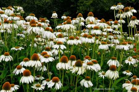 Hillside of Cone Flowers