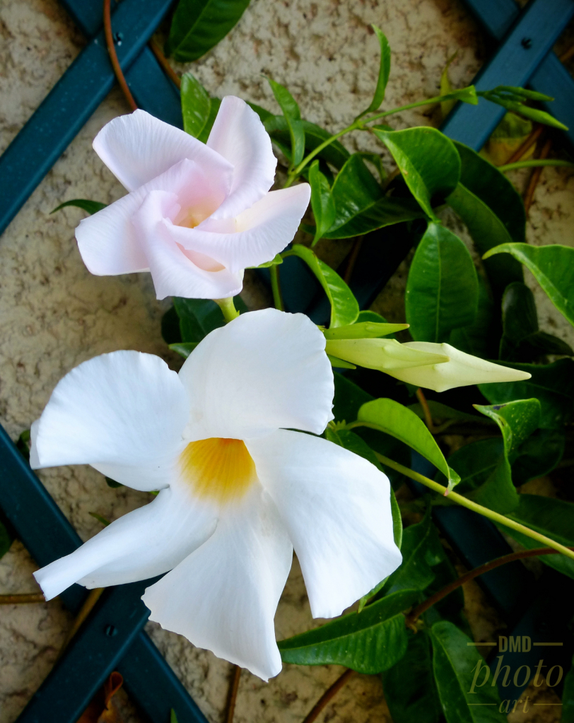 ~ ~ WHITE TRUMPET FLOWERS ~ ~ 