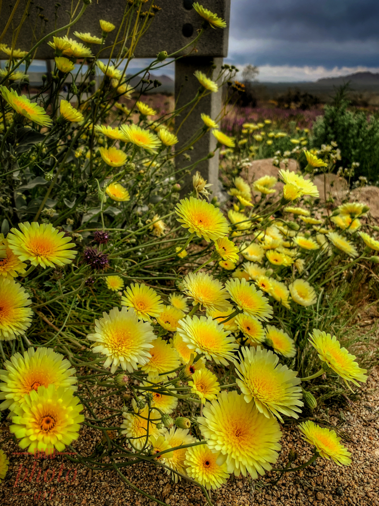 ~ ~ SUMMERTIME FLOWERS  ~ ~ 