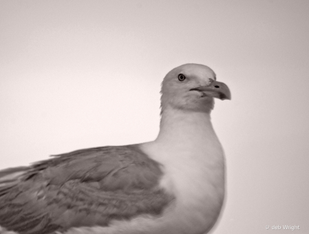 Portrait of a Gull