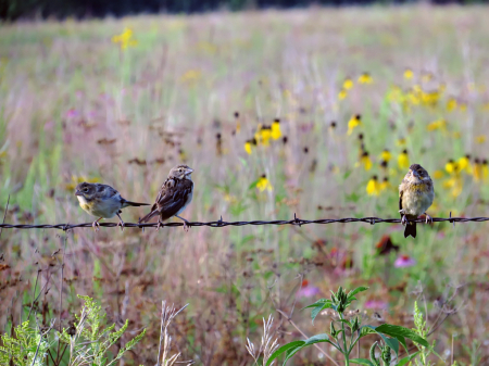 Birds On A Wire