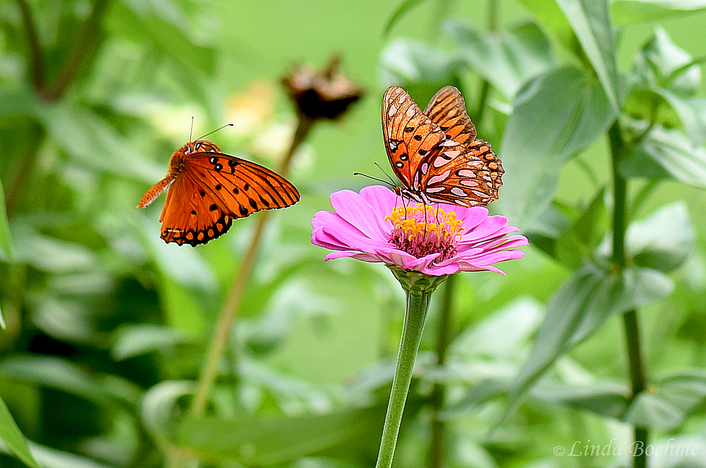 Flutter Friends