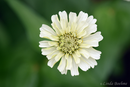 Pleasing Petals